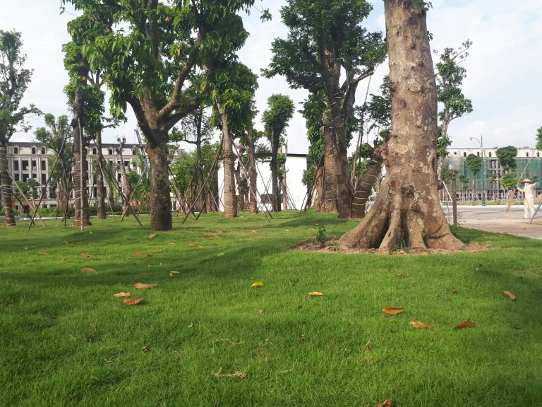 Các cây xanh được trồng trong khu đô thị với đường kính đến 60cm